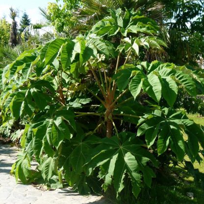 Tetrapanax papyrifer 'Rex' at Big Plant Nursery