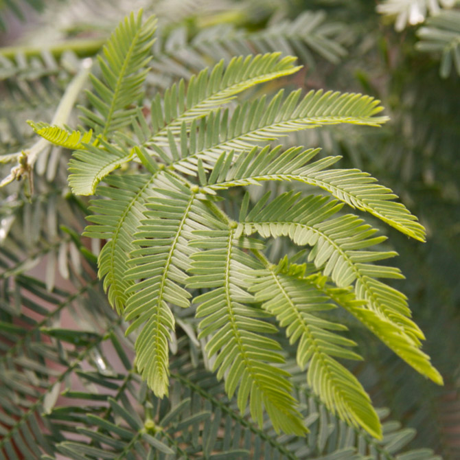 Acacia dealbata - Image 2