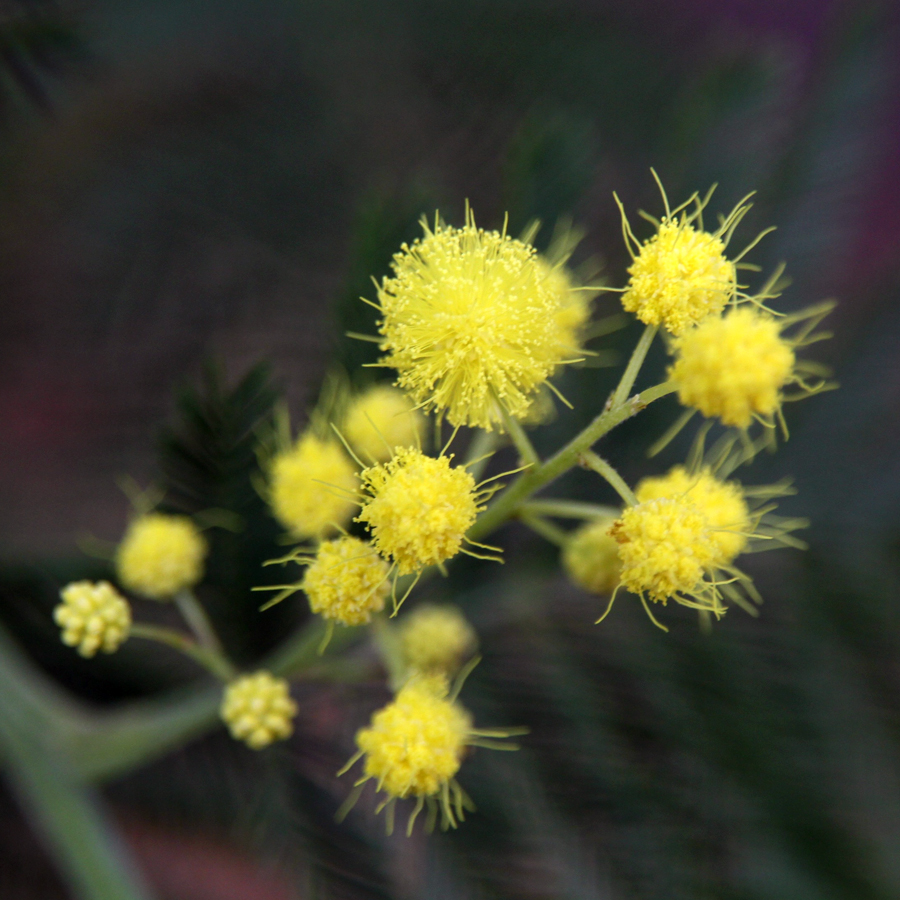 Acacia dealbata - Image 3