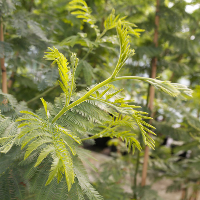 Acacia dealbata - Image 4