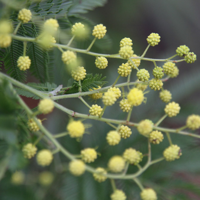 Acacia dealbata - Image 5