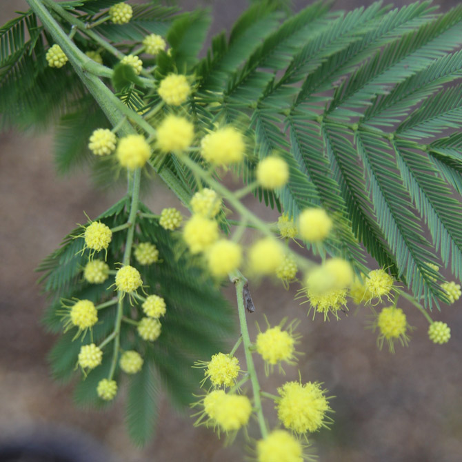 Acacia dealbata - Image 6
