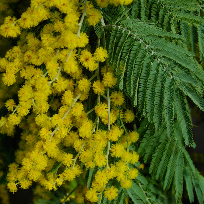 Acacia dealbata - Image 7