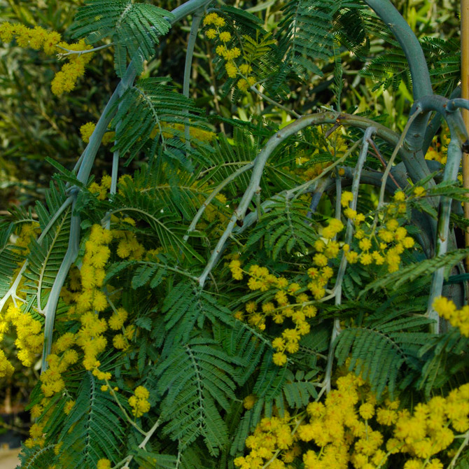 Acacia dealbata - Image 8