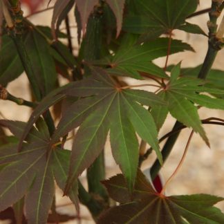 acer palmatum 'atropurpureum' at Big Plant Nursery in Sussex