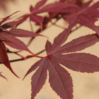Acer palmatum 'Bloodgood'