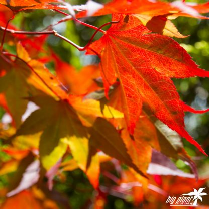 Acer palmatum 'Bloodgood' - Image 2