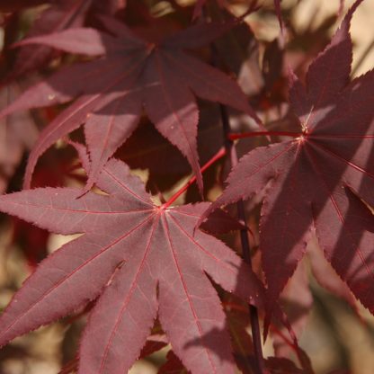 Acer palmatum 'Bloodgood' - Image 3