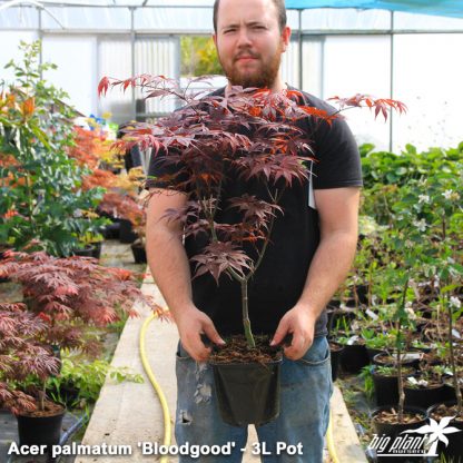Acer palmatum 'Bloodgood' - Image 4