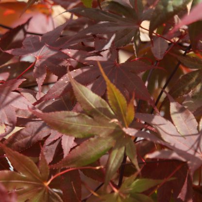 Acer palmatum 'Bloodgood' - Image 5