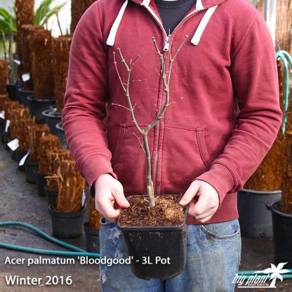 Acer palmatum 'Bloodgood' - Image 6