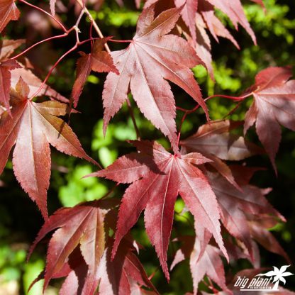 Acer palmatum 'Bloodgood' - Image 7