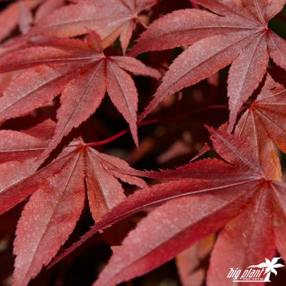 Acer palmatum 'Bloodgood' - Image 8