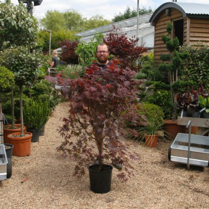 Acer palmatum 'Bloodgood' - Image 9