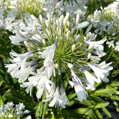 Agapanthus 'Queen Mum' close up of flower at Big Plant Nursery