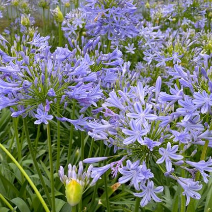 Agapanthus africanus 'Blue' flowering at Big Plant Nursery