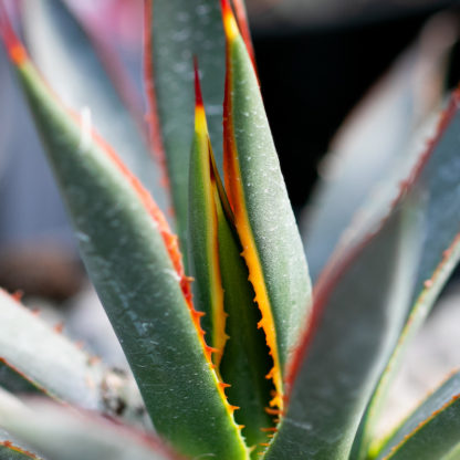 Agave arizonica close up of leaves and spines