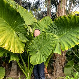 Alocasia macrorrhiza mature plant