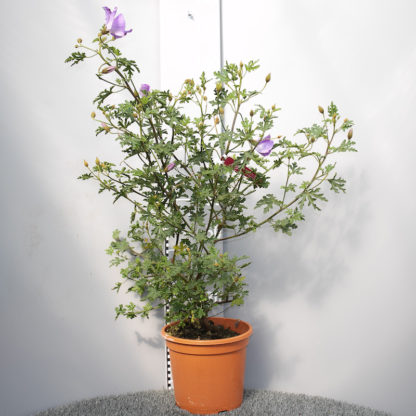 Alyogne huegelii 7 litre plant