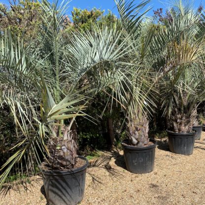 Butia odorata 130 litre plants