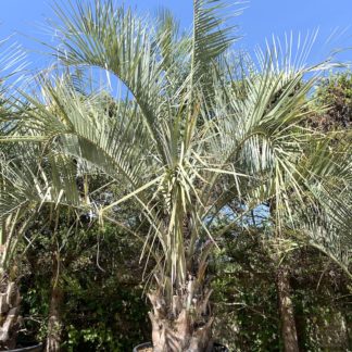 Butia odorata mature specimen