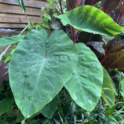 Colocasia Black Leaf illustrius young plant growing at Big Plant Nursery