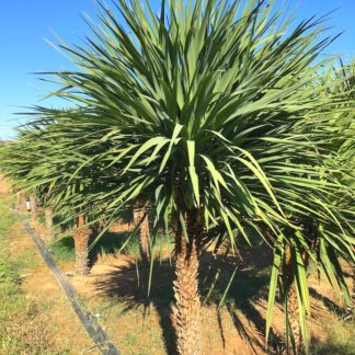 Cordyline australis young adult plants