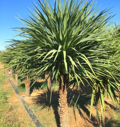 Cordyline australis young adult plants