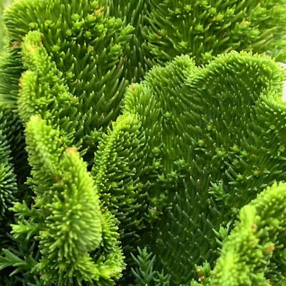 Cryptomeria japonica 'Cristata' close up of plant at Big Plant Nursery