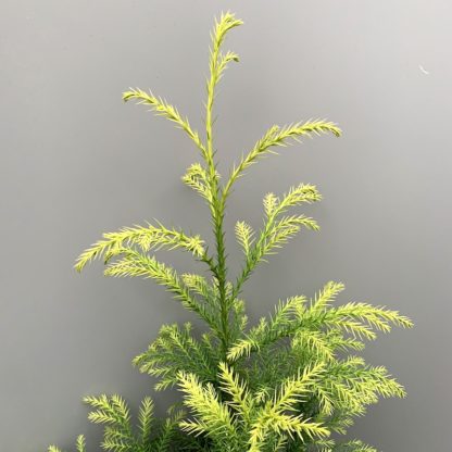 Cryptomeria japonica ' Sekkan Sugi' close up of new growth