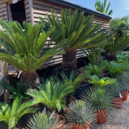 Cycas revoluta at Big Plant Nursery