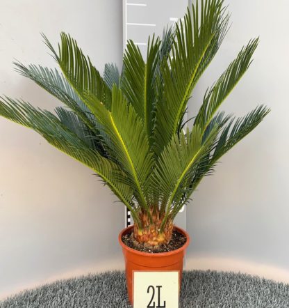 Cycas revoluta 2 litre plant at Big Plant Nursery