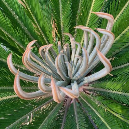 Cycas revoluta new leaves emerging at Big Plant Nursery