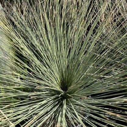 Dasylirion longissimum 'Quadrangula'