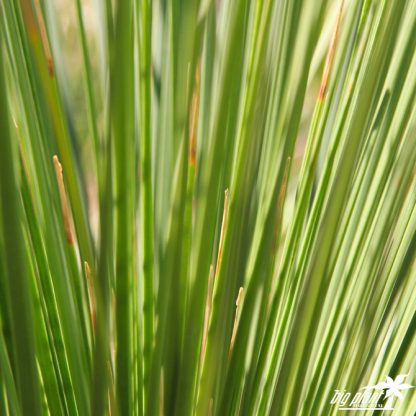 Dasylirion longissimum 'Quadrangula' - Image 2