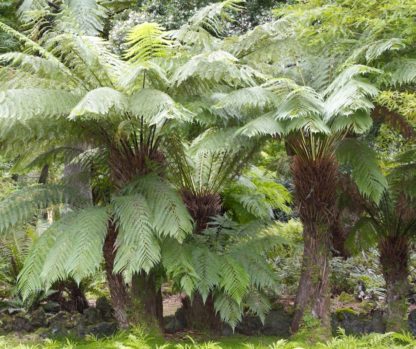 Dicksonia antartica mature plants