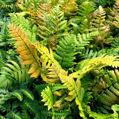 Dryopteris lepidopoda showing new growth