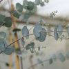Eucalyptus gunnii 'Azura' - Image 2