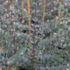 Eucalyptus gunnii 'Azura' - Image 3