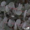 Eucalyptus gunnii 'Azura' - Image 4