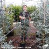 Eucalyptus gunnii 'Azura' - Image 6