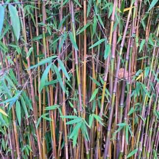 Fargesia Juizhaigou 1 close up of stem colour on a mature plant at Big Plant Nursery