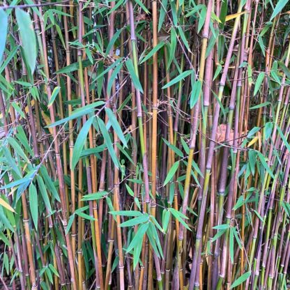 Fargesia Juizhaigou 1 close up of stem colour on a mature plant at Big Plant Nursery