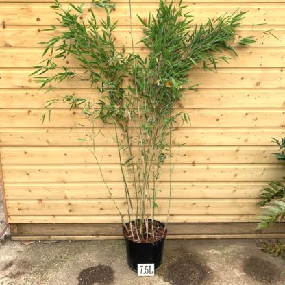 argesia 'Obelisk' 7.5 litre plant