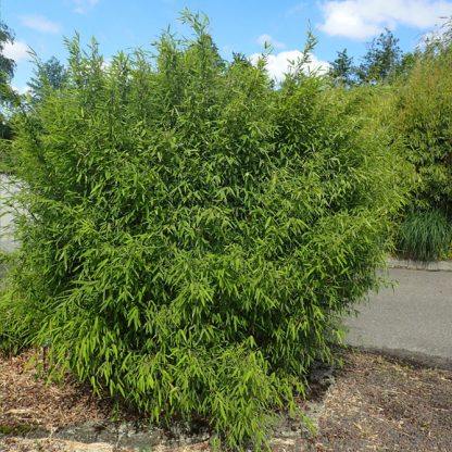 Fargesia nitida 'Volcano' mature plant