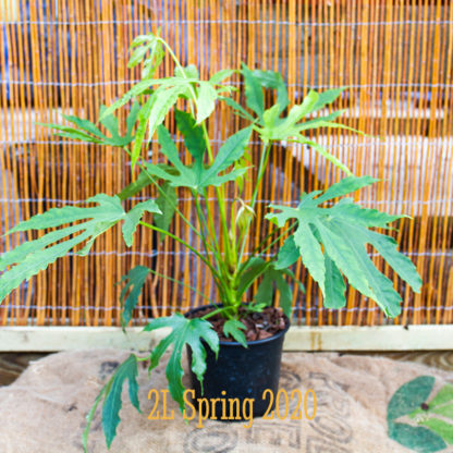 Fatsia polycarpa 'Green Fingers' 2 litre plant