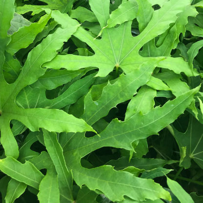 Fatsia polycarpa 'Green Fingers' leaf closeup