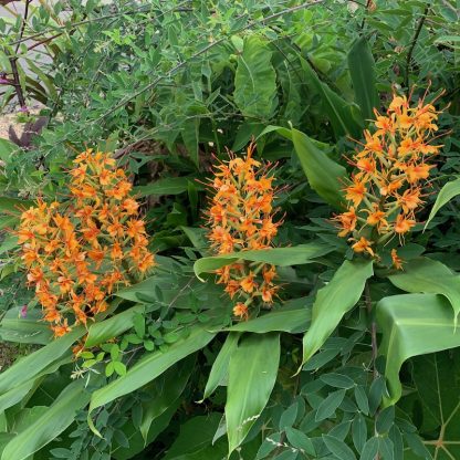 Hedychium 'Tara' growing in a jungle planting at Big Plant Nursery