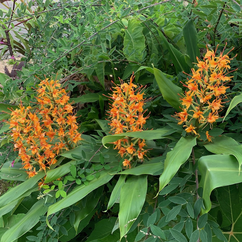 Hedychium 'Tara' growing in a jungle planting at Big Plant Nursery