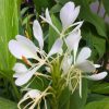 Hedychium forrestii - Image 2